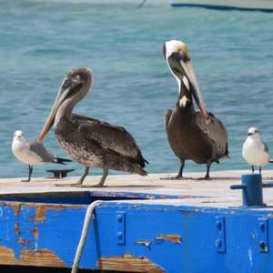 Meet your Posher, Terri